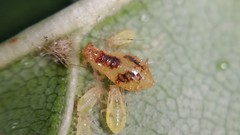 Periphyllus lyropictus