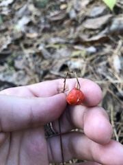 Convallaria majalis