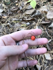 Convallaria majalis