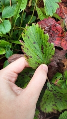 Diplocarpon fragariae