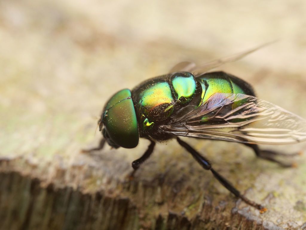 Ornidia major