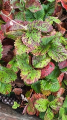Diplocarpon fragariae