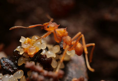 Cyphomyrmex