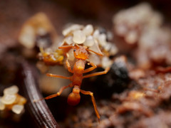 Cyphomyrmex