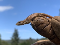 Liolaemus cyanogaster