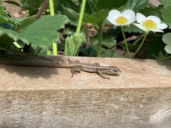Liolaemus cyanogaster
