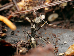 Odontomachus bauri