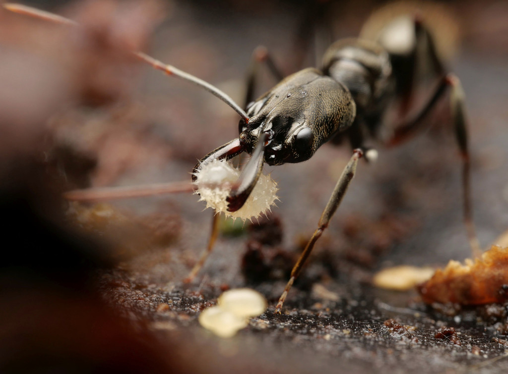 Odontomachus bauri