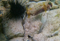 Chilomycterus antennatus