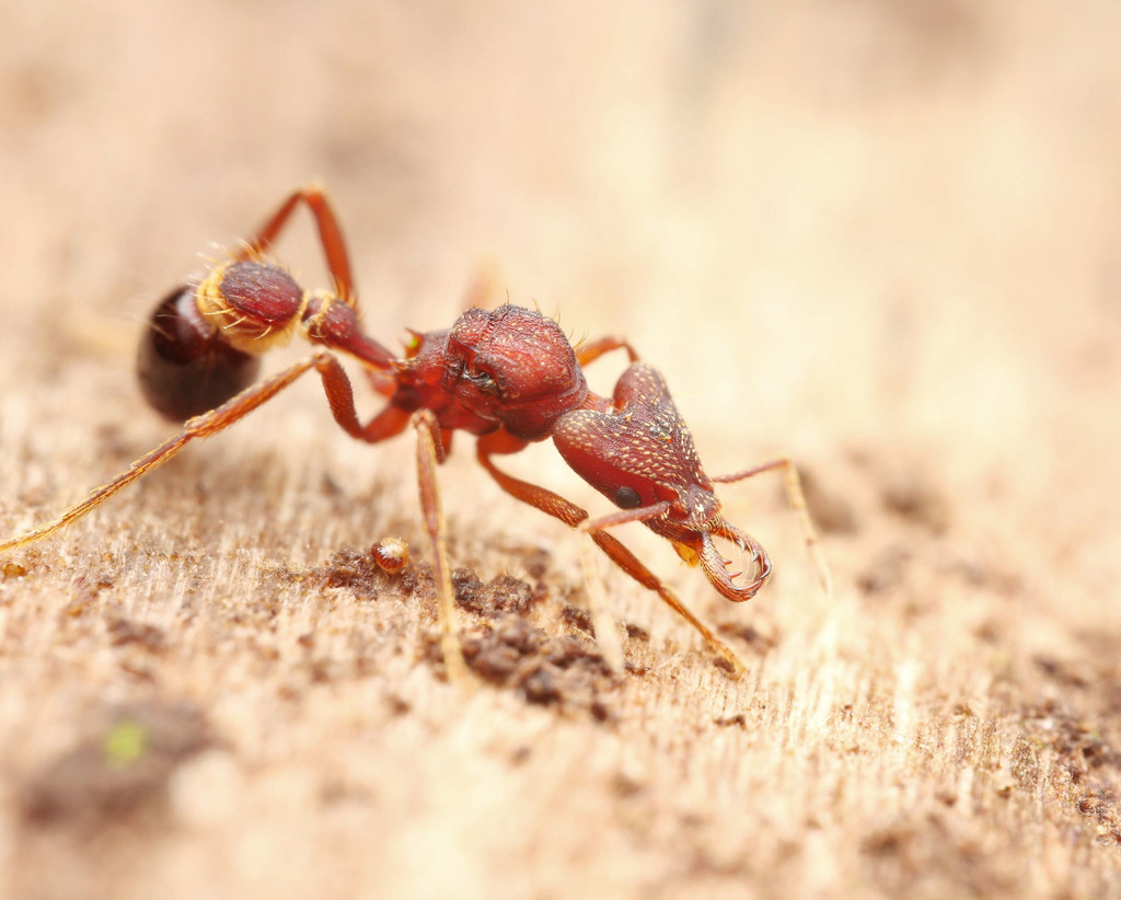 Strumigenys godmani