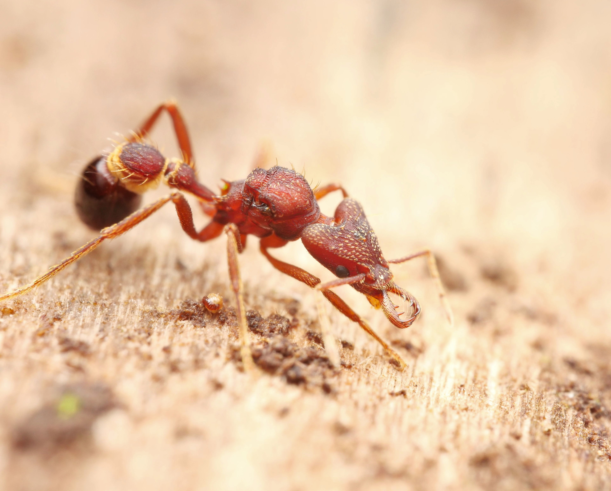 Strumigenys godmani