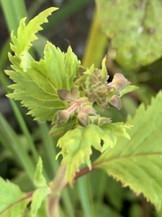 Jovellana punctata