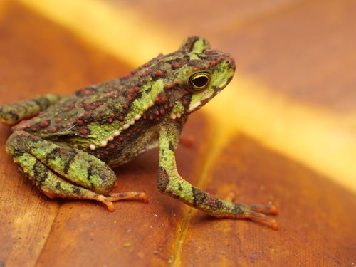 Evergreen toad, Incilius coniferus