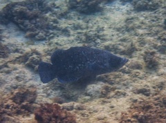 Rypticus saponaceus