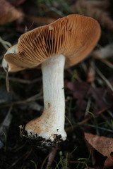 Hebeloma sinapizans