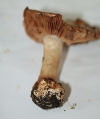 Hebeloma sinapizans