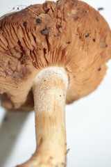 Hebeloma sinapizans