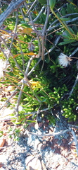 Senecio abbreviatus
