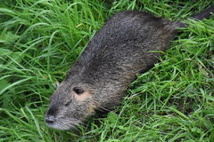 Myocastor coypus