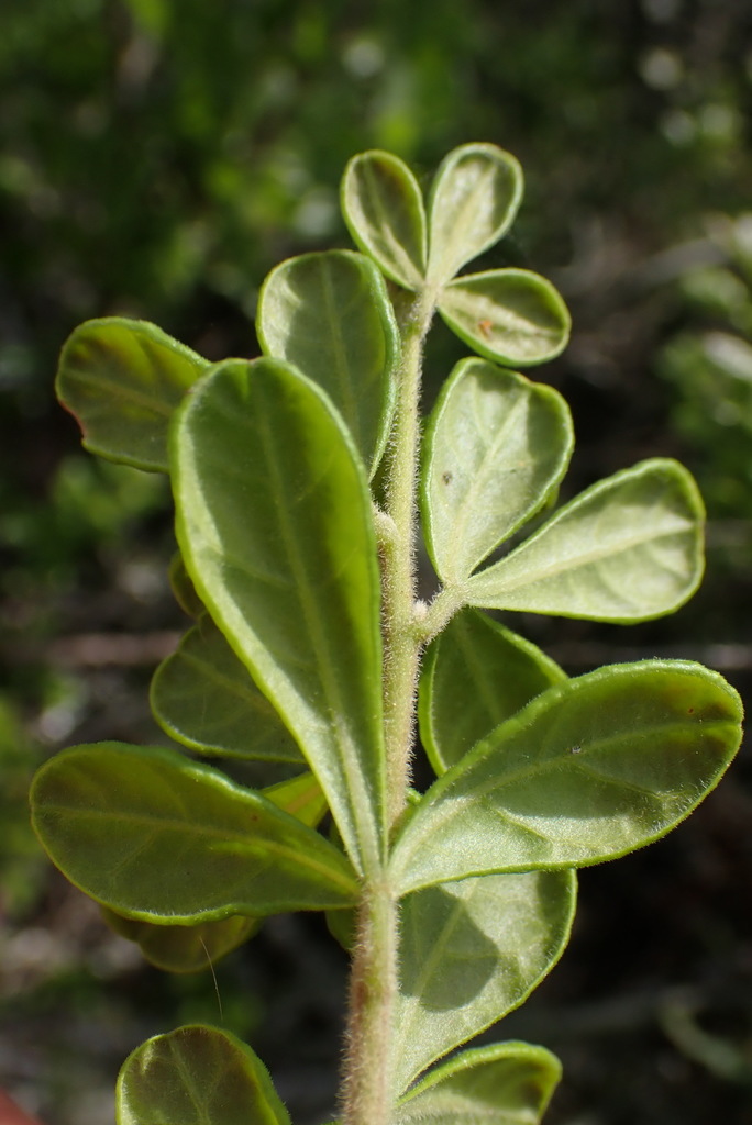 Rhus refracta