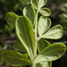 Searsia refracta - Photo (c) David Hoare,  זכויות יוצרים חלקיות (CC BY-NC), הועלה על ידי David Hoare