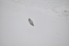 Poliobotys ablactalis