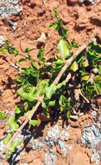 Fockea edulis