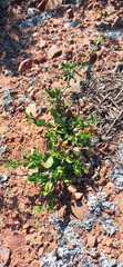 Fockea edulis