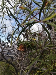 Colliguaja integerrima