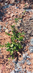Fockea edulis