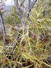 Colliguaja integerrima