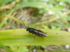 Nematinus fuscipennis