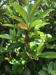 Myricaceae