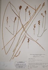 Carex alata