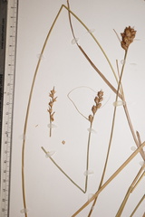 Carex alata