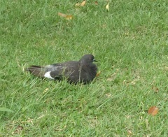 Columba livia domestica