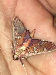 Phostria