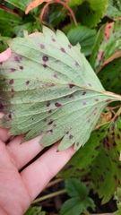 Diplocarpon fragariae