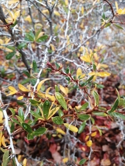 Berberis montana