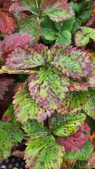 Diplocarpon fragariae