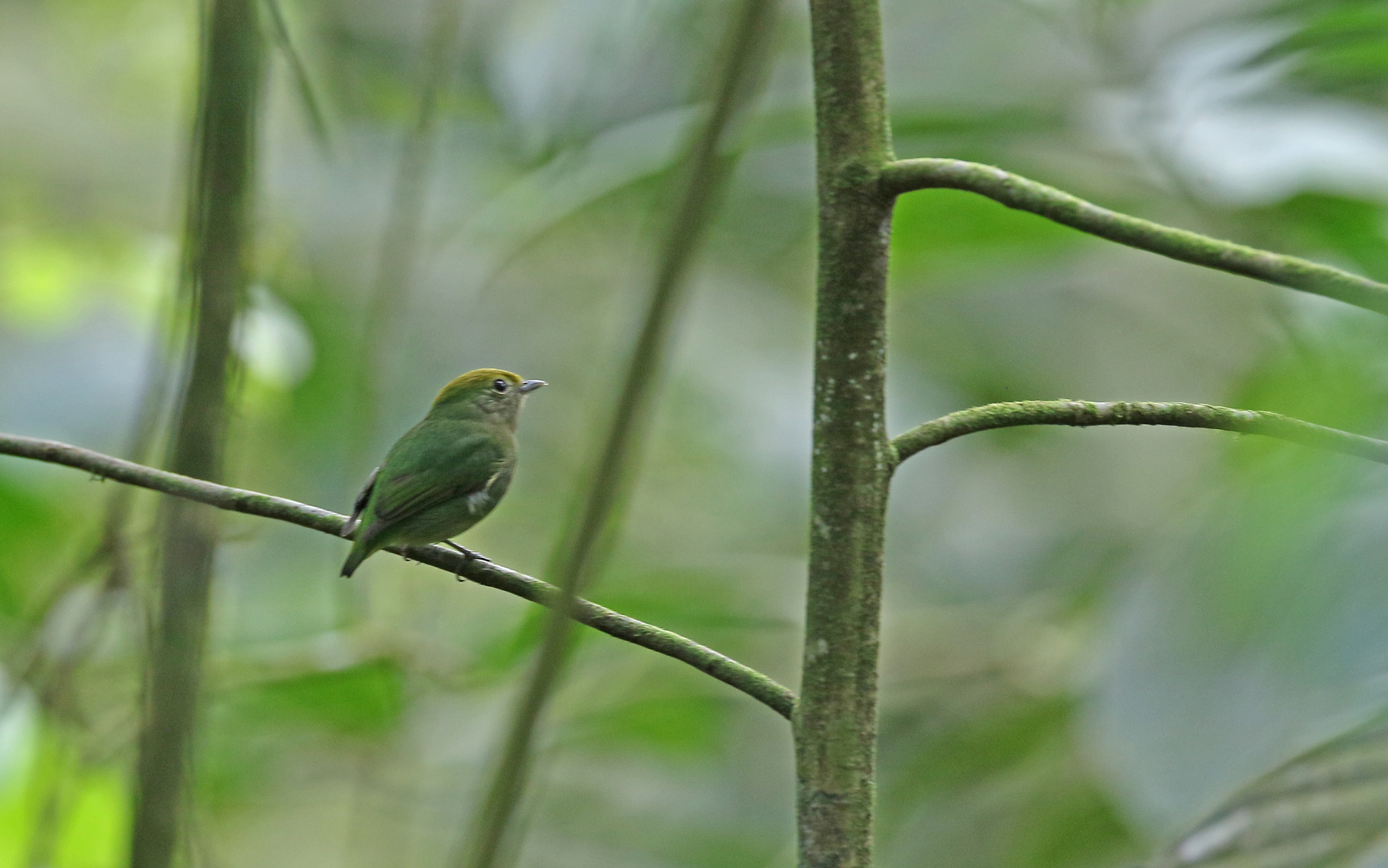 Blue-rumped Manakin (Lepidothrix isidorei), photo 5