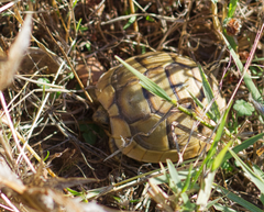 Testudo graeca ibera