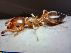 Crematogaster pinicola