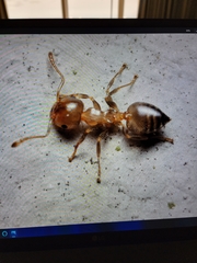 Crematogaster pinicola