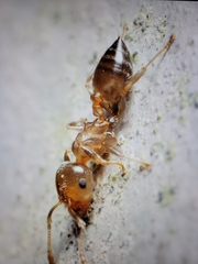 Crematogaster pinicola