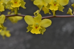 Cyrtopodium flavum