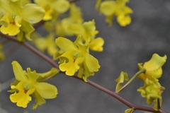 Cyrtopodium flavum