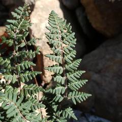 Paragymnopteris marantae