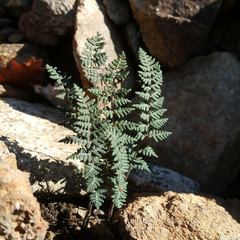 Paragymnopteris marantae