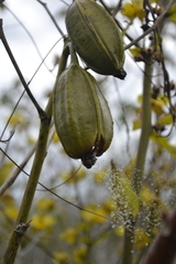 Cyrtopodium flavum